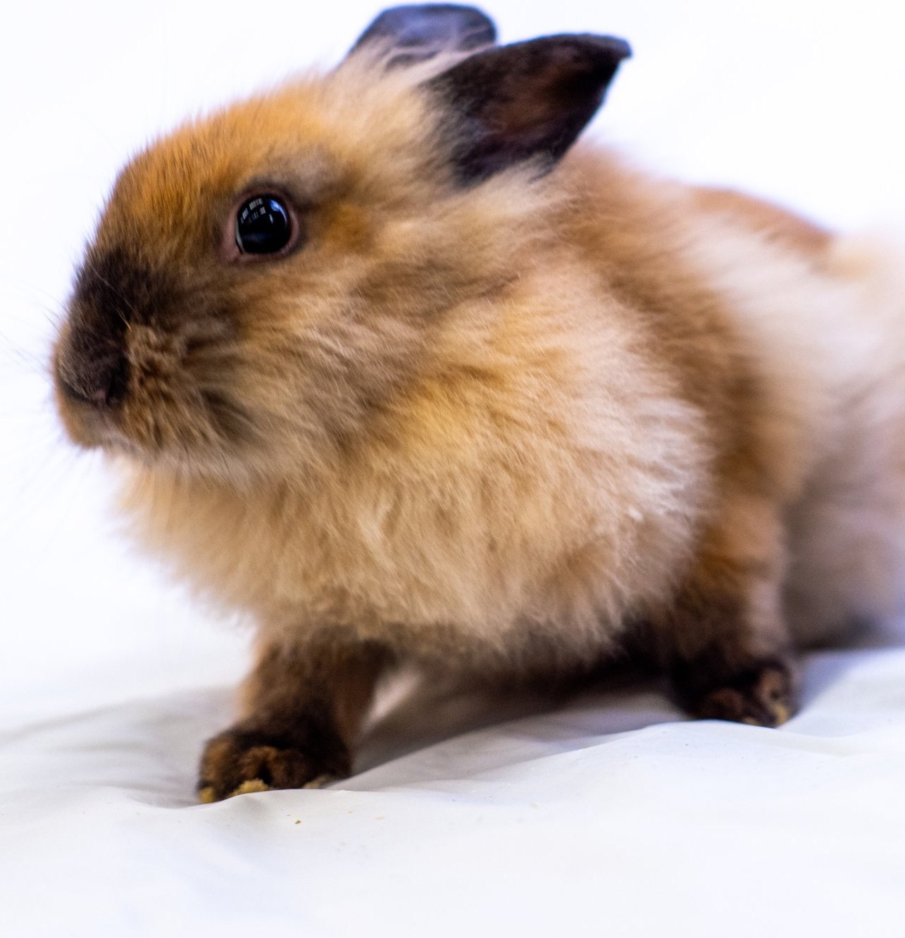 Rabbit