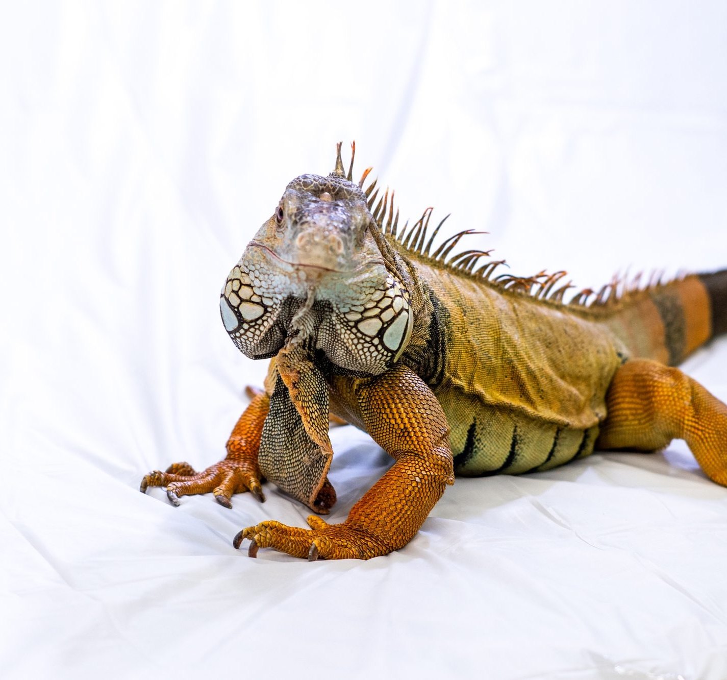 Iguana