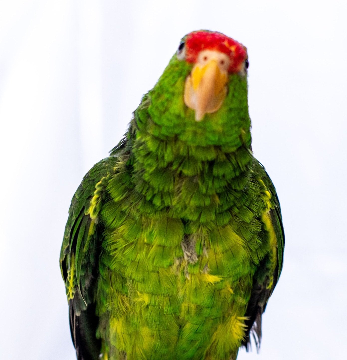 Amazon parrot