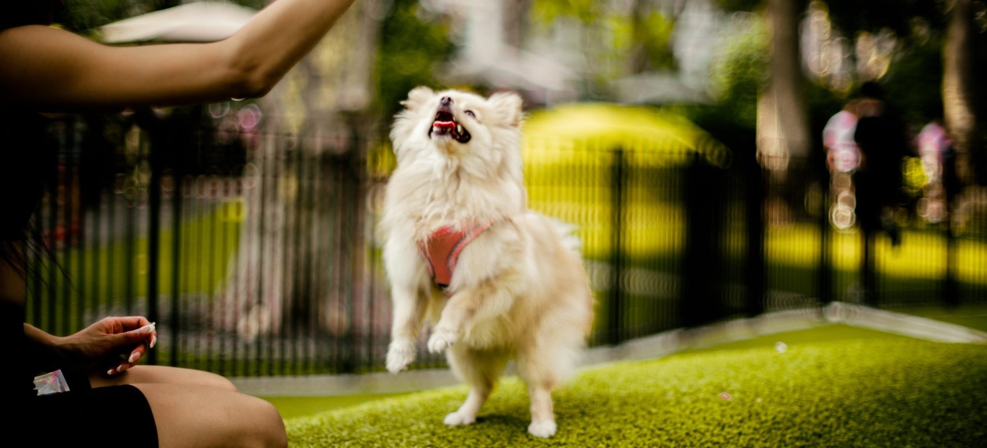 Pomeranian jumping for a treat