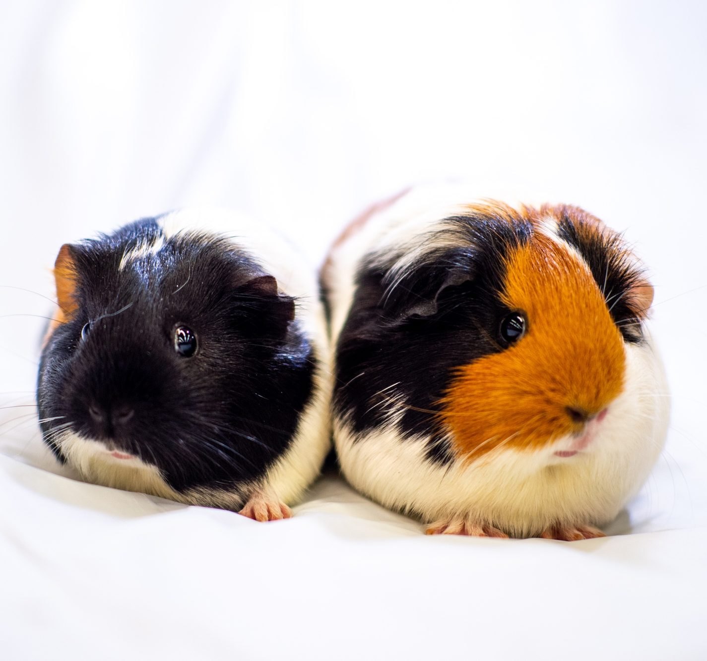 Two guinea pigs